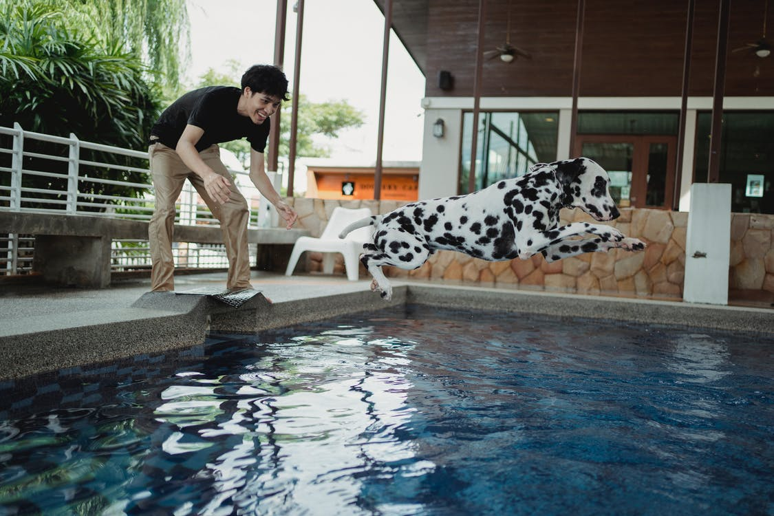 A dog enjoying in an indoor pool