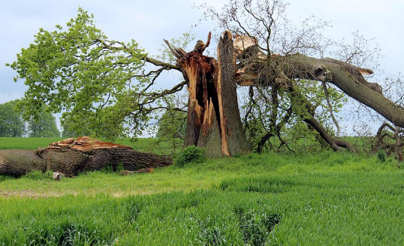 An image of a tree in a field after sustaining storm damage